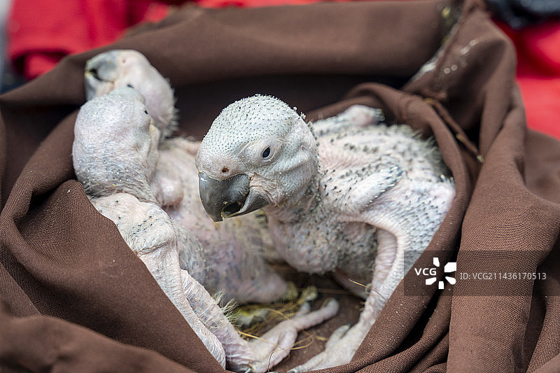科斯达黎加利蒙地区，等待称重的绿金刚鹦鹉（Ara Ambiguus）幼鸟在布袋里图片素材