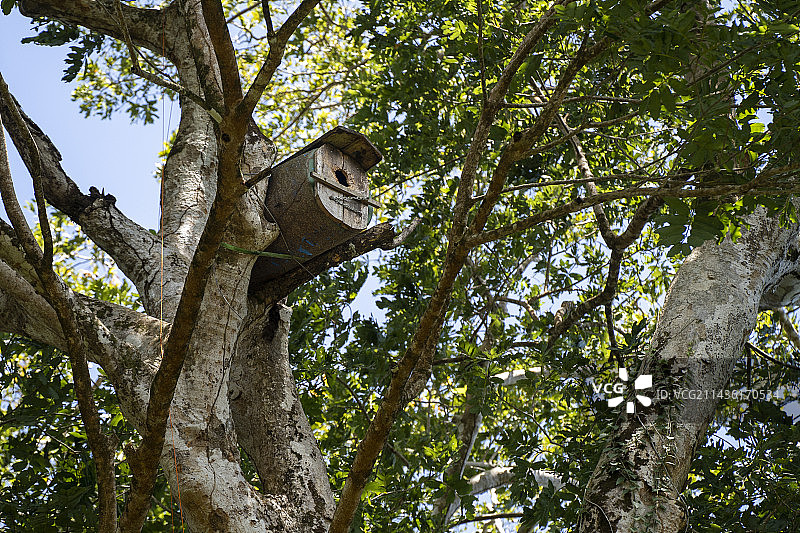 在哥斯达黎加利蒙地区的山地杏仁树（油桃）中为布冯金刚鹦鹉或大绿金刚鹦鹉设置的人工巢穴图片素材
