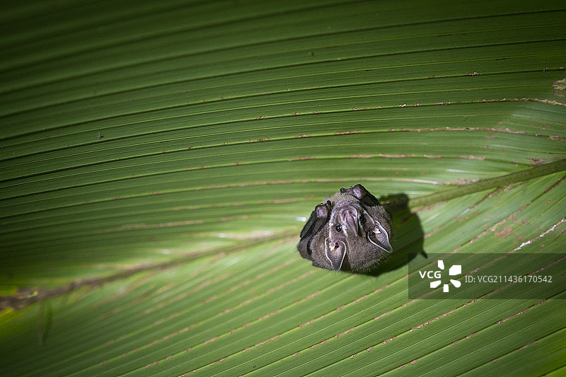 哥斯达黎加赫蕉叶下的帐篷蝙蝠图片素材