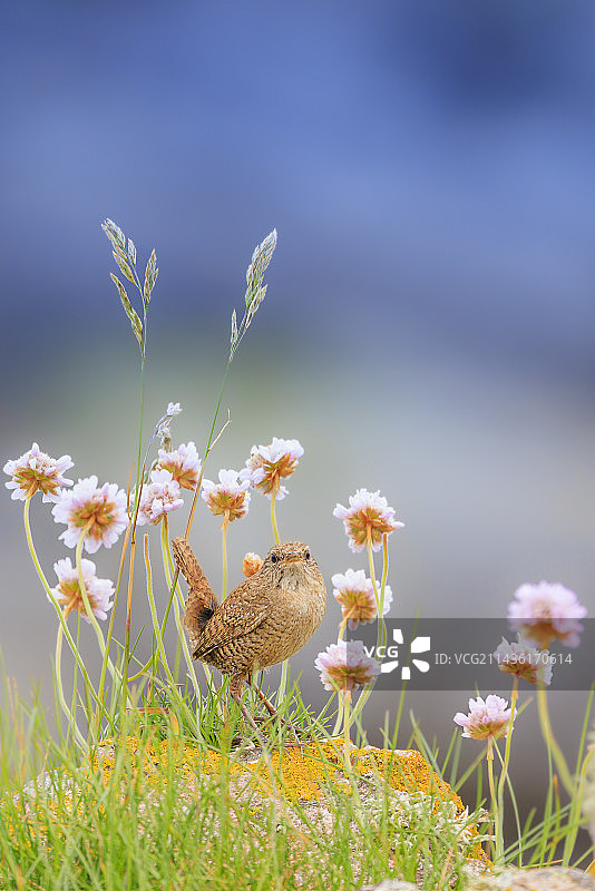 设特兰鹪鹩图片素材