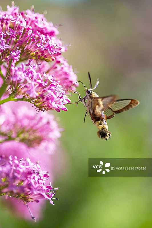 法国沃克吕兹吕贝龙红缬草上的透翅天蛾图片素材