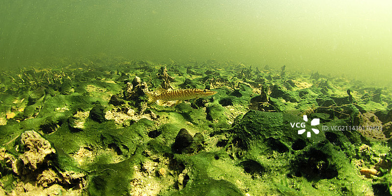 梭莱谢尔市谢尔河中游动的幼年白斑狗鱼 - 法国图片素材