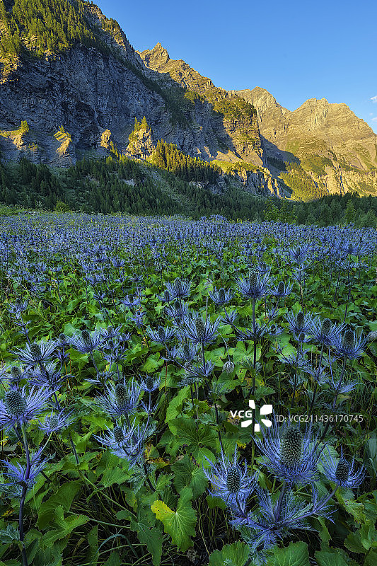 法国阿尔卑斯山埃克兰国家公园的阿尔卑斯海冬青图片素材