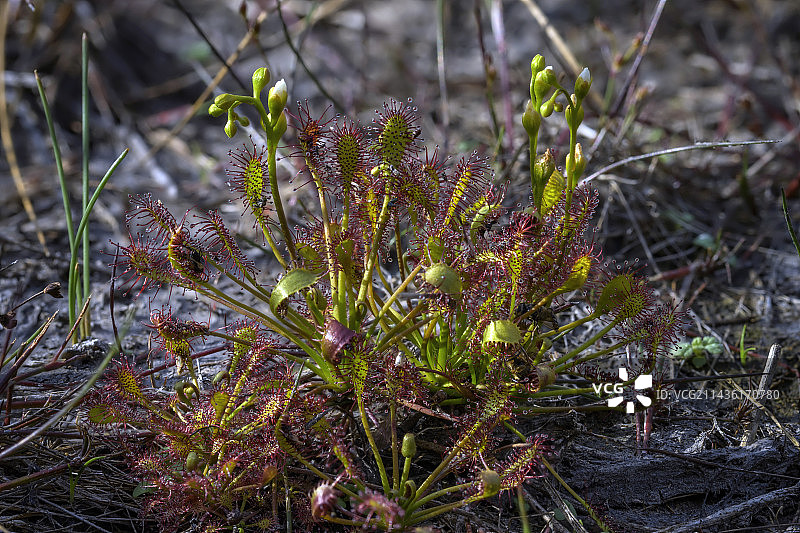 北孚日山泥炭沼泽中的长叶茅膏菜图片素材