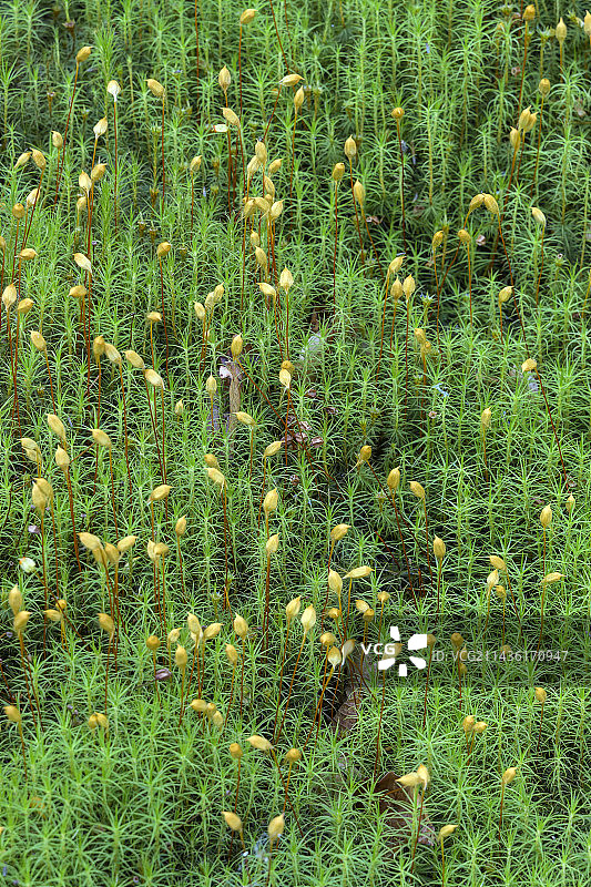 孚日山脉的金发藓。美丽金发藓(?)是孚日山脉下层植被中非常常见的苔藓植物，有时形成连续的垫状图片素材