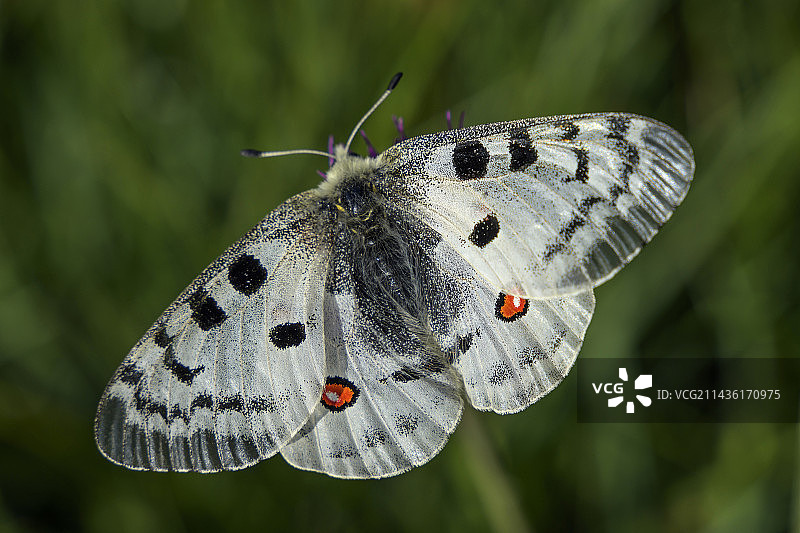 阿波罗绢蝶（珠灰蝶属），法国汝拉图片素材