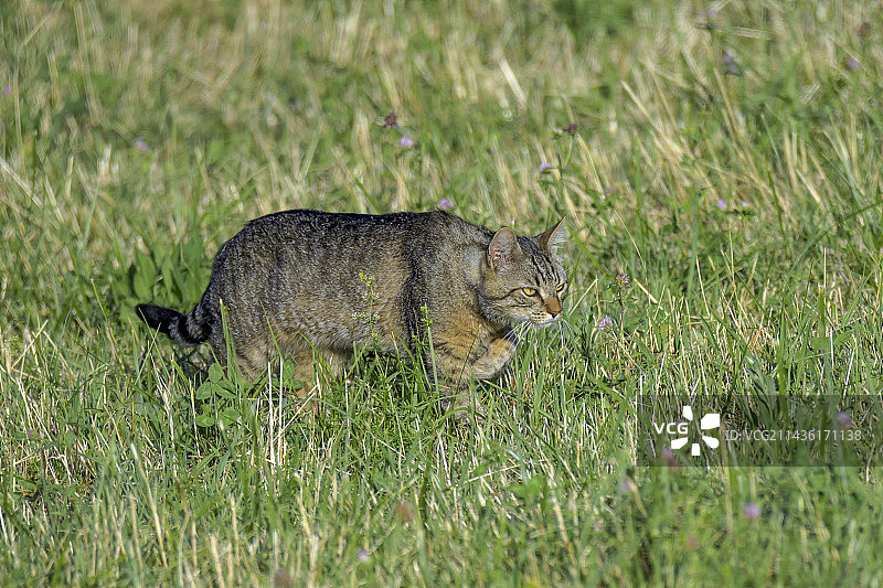 森林猫在法国比热的牧场捕猎田鼠图片素材