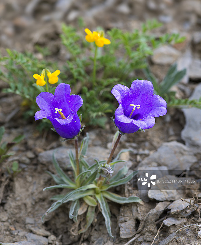 阿尔卑斯风铃草，法国上阿尔卑斯省图片素材