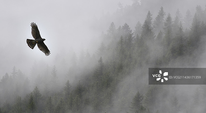 欧洲雀鹰飞行，法国阿尔卑斯山塞雷-谢瓦利埃埃克兰国家公园图片素材