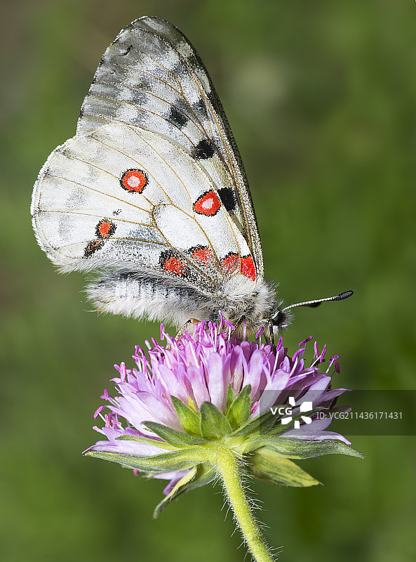 阿波罗绢蝶：在 ফ্রান্স阿尔პসÉcrins国家公园的蓝盆花上图片素材