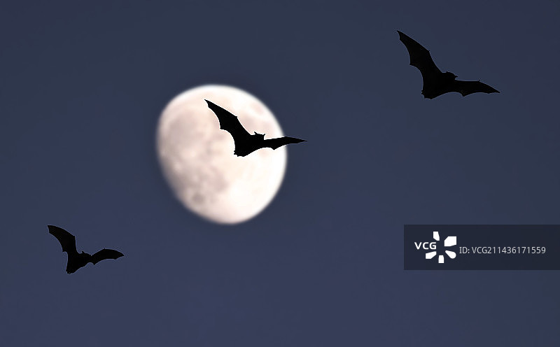 月光下飞舞的蝙蝠，法国北孚日地区自然公园图片素材