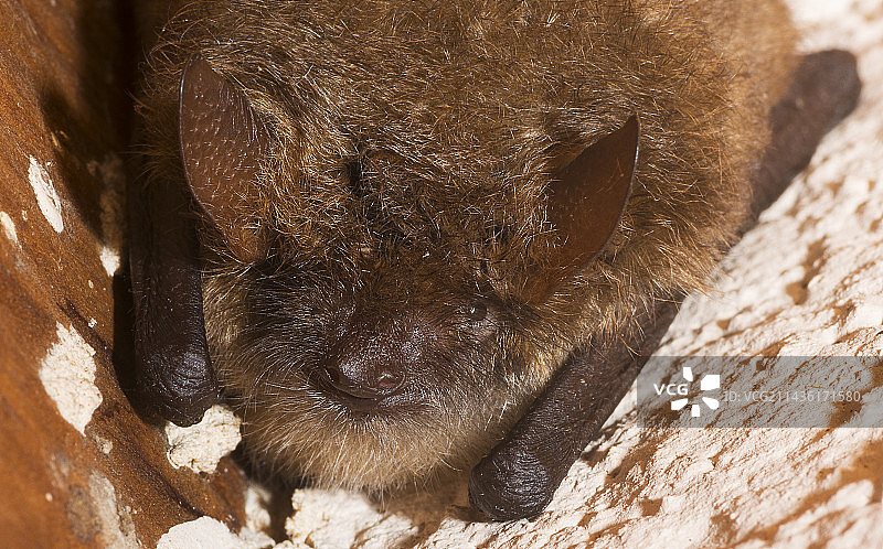 伏日雀（Pipistrellus nathusii）栖息在屋顶下，法国北部孚日地区自然公园图片素材