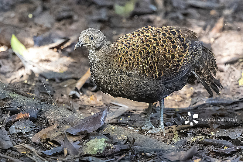 婆罗洲孔雀雉雌鸟（马来西亚沙巴）图片素材