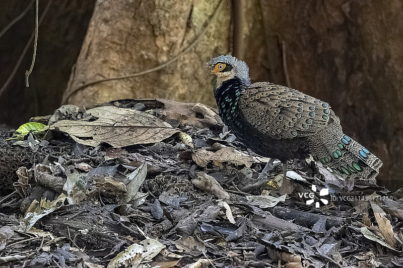 罕见的雄性婆罗洲孔雀雉图片素材