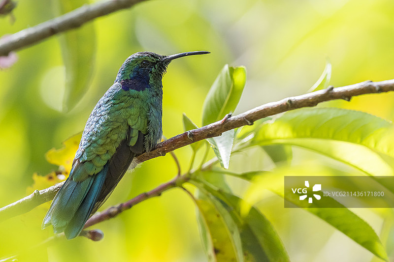 哥斯达黎加巴茨花园的绿紫耳蜂鸟图片素材