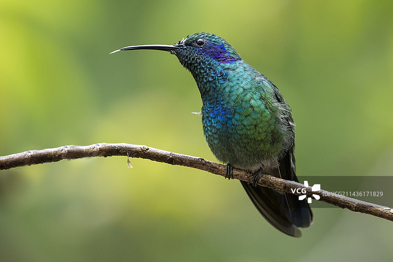 哥斯达黎加巴茨花园的绿紫耳蜂鸟图片素材