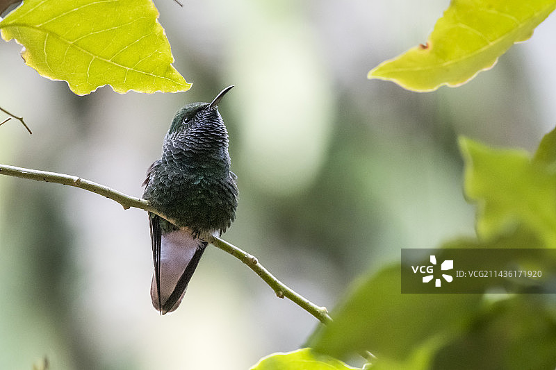 树枝上的黑腹蜂鸟图片素材