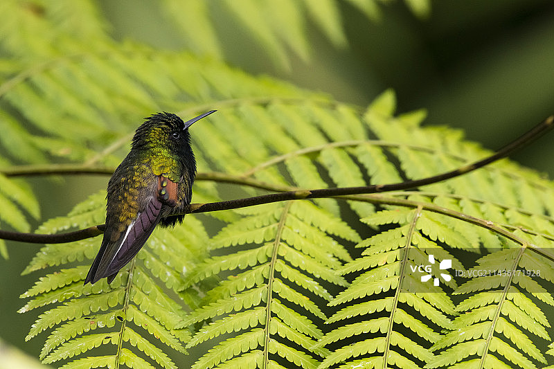 哥斯达黎加蕨类植物上的黑腹蜂鸟图片素材