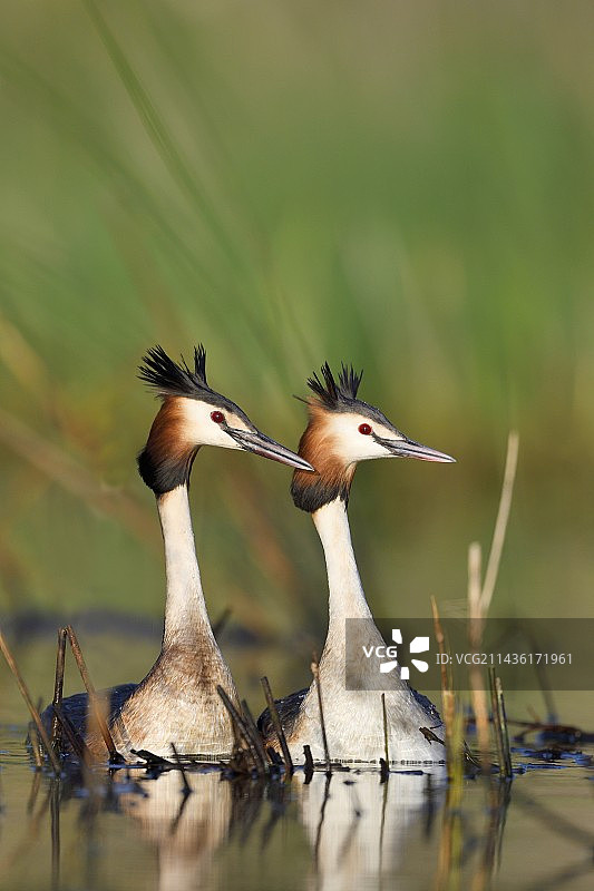 凤头䴙䴘在水中求偶，法国栋布图片素材