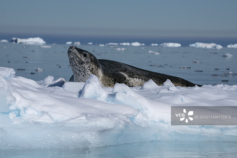 豹海豹（Hydrurga leptonyx）在南极洲威德尔海拉森湾的冰面上休息图片素材