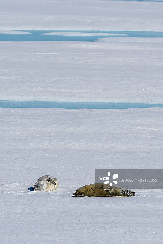 南极洲威德尔海拉森B冰架上的食蟹海豹图片素材