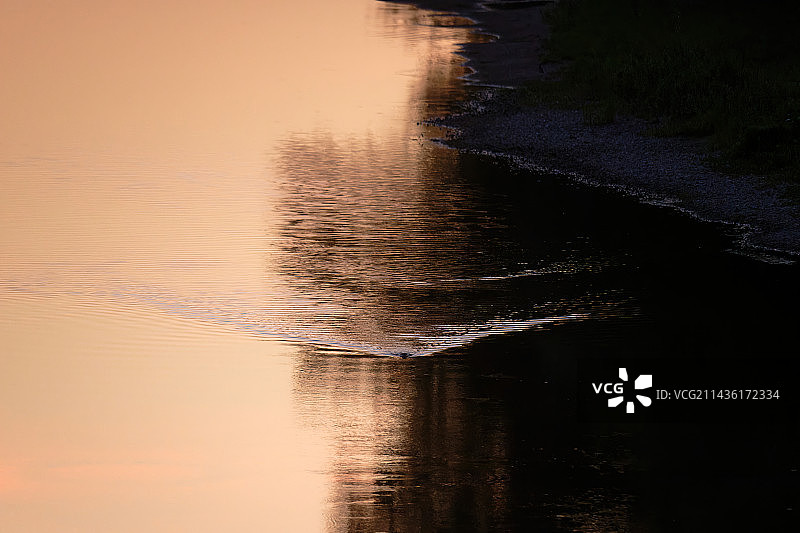 清晨，海狸鼠在卢瓦尔河支流的尾迹（法国涅夫勒省科斯内河附近）图片素材