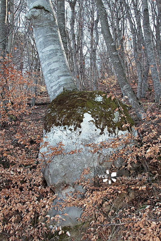 法国上阿尔卑斯省 Forest 中的山毛榉树瘤图片素材