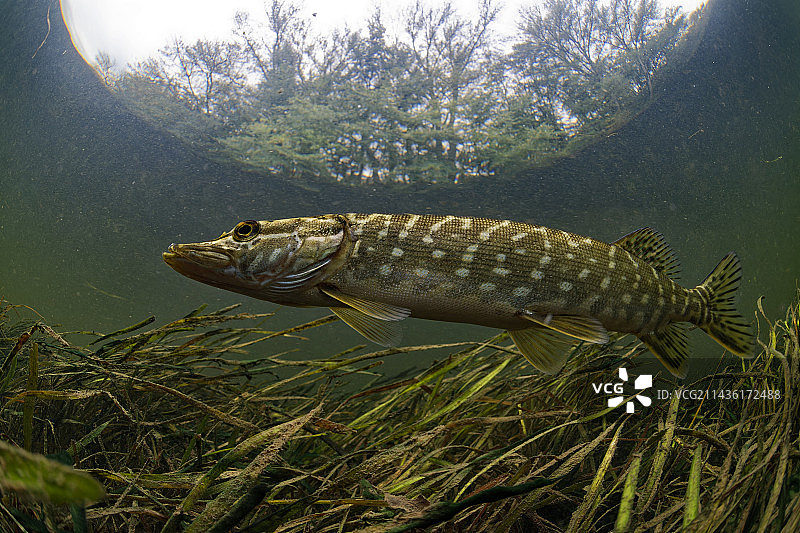 梭尔-谢尔河中的幼年白斑狗鱼图片素材