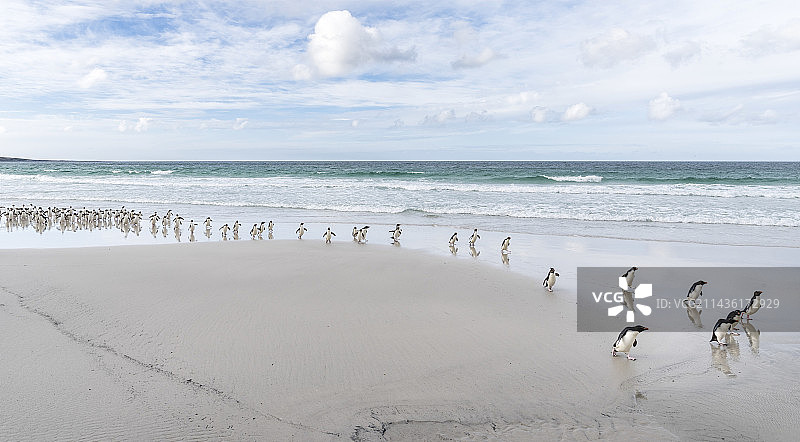 凤头企鹅群登陆湿海滩（福克兰群岛，南美洲，1月）图片素材
