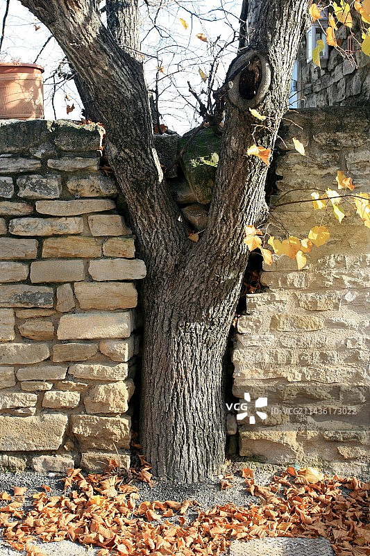 树两侧的隔墙图片素材