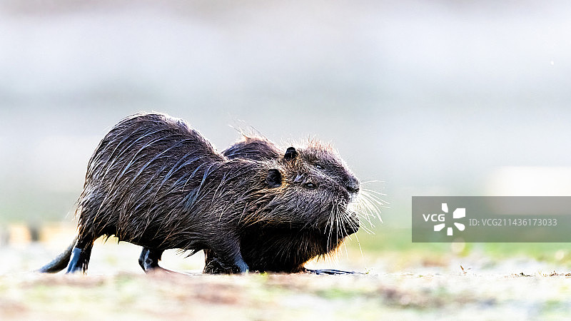 湖岸上的河狸鼠（Myocastor coypus）图片素材
