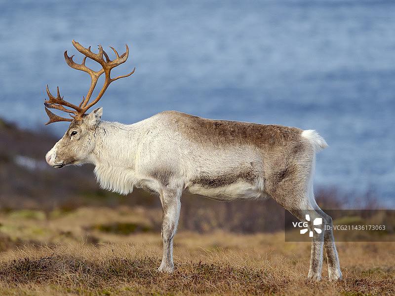 挪威塞尼亚岛上的半驯化雌性驯鹿图片素材