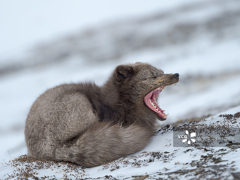 北极狐（白狐，极地狐，雪狐），蓝色变种，在迪克逊地区附近的雪地里（欧洲，挪威，斯瓦尔巴群岛）图片素材
