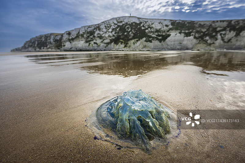 法国布朗内角桶状水母图片素材