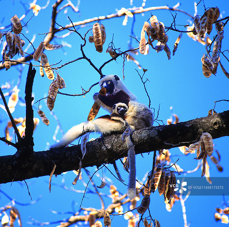 柯克雷尔冕狐猴幼崽食用树棉种子，马达加斯加岛图片素材