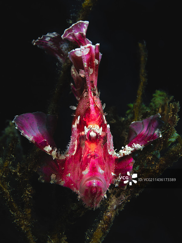 与叶鱼面对面：马约特岛礁上的叶蝎子鱼图片素材