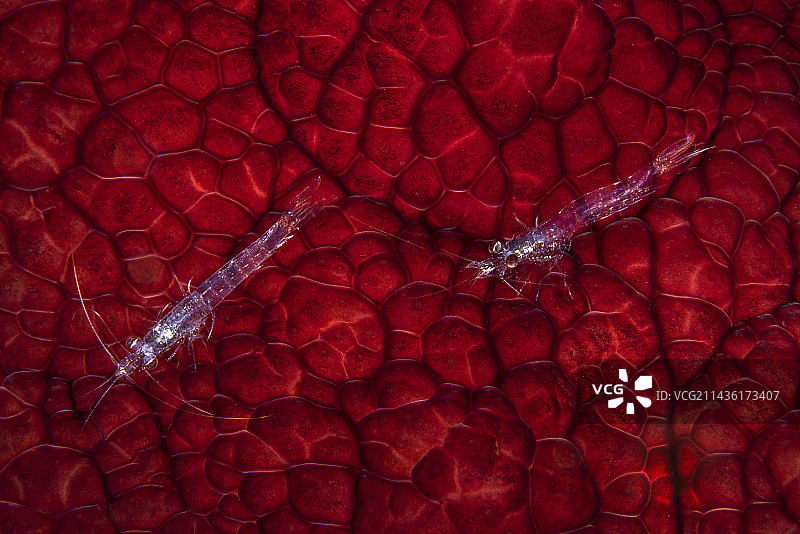 迈耶特岛，褶ibranch海蛞蝓上的两只浮游虾图片素材