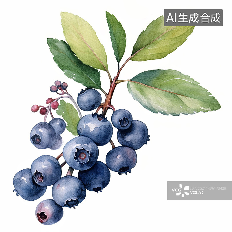 【AI数字艺术】手绘水彩风格蓝莓插画图片素材
