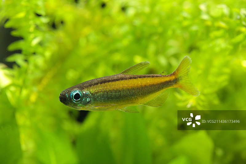 水族箱中的金色刚果四线鱼图片素材