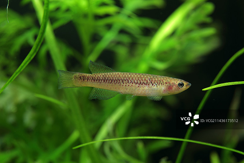 水族箱中的金迪亚鱂鱼（Scriptaphyosemion cauveti）雌性图片素材