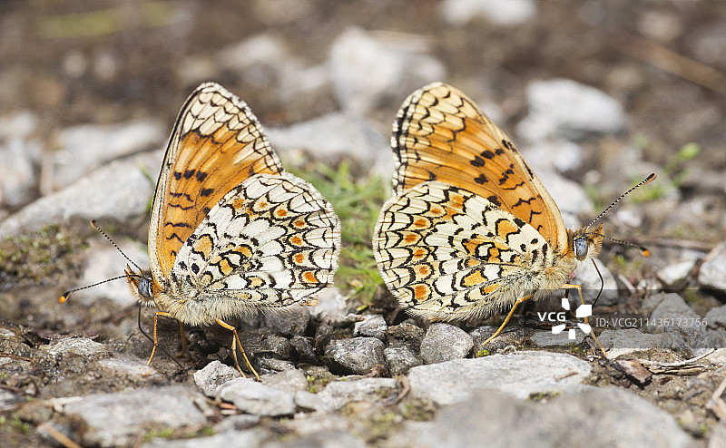 Ecrins山地Serre-Chevalier的湿地上，菲比离析菜粉蝶图片素材