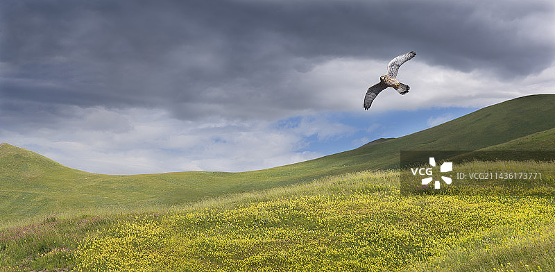 红隼飞过法国阿尔卑斯山埃姆帕里高原，洛特雷山口图片素材