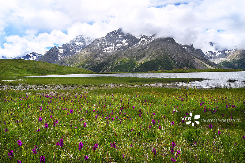 盛开的普通斑点兰花，Pontet湖和Ecrins山脉，Serre-Chevalier，阿尔卑斯山，法国图片素材