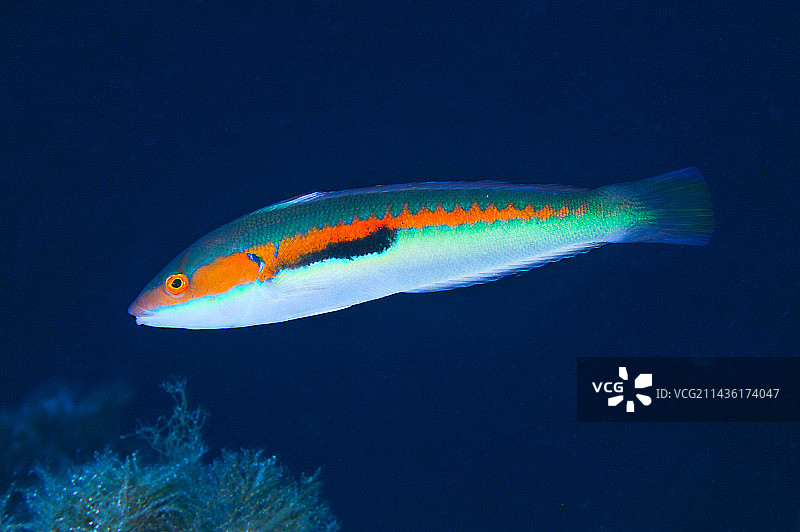 彩虹锦鱼，狮子海潜水点，法国瓦尔省圣拉斐尔图片素材