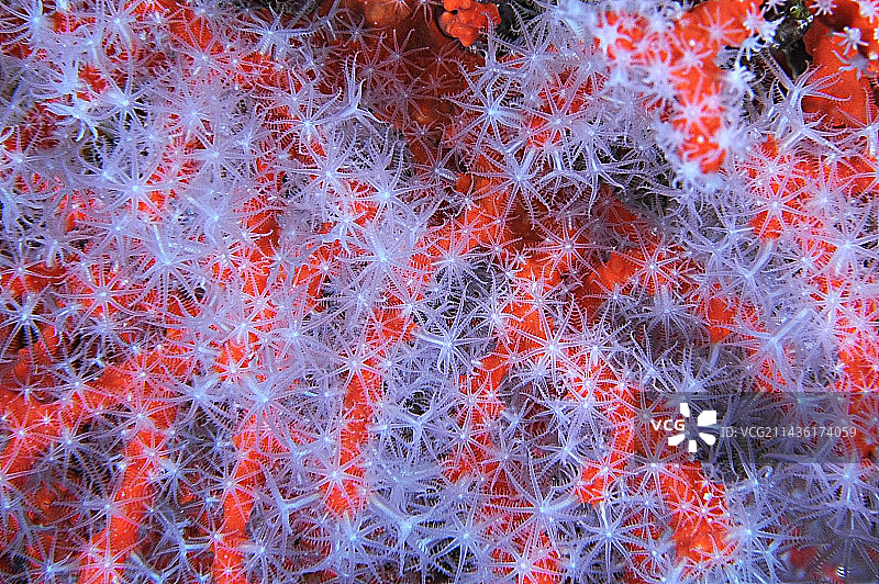 红珊瑚，位于法国瓦尔省圣拉斐尔海域图片素材