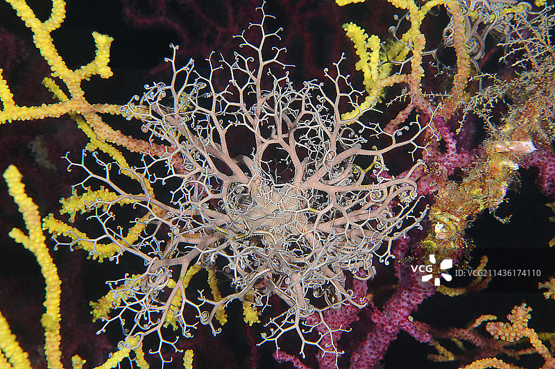 法国瓦尔圣拉斐尔海狮潜水点的戈耳工海星图片素材