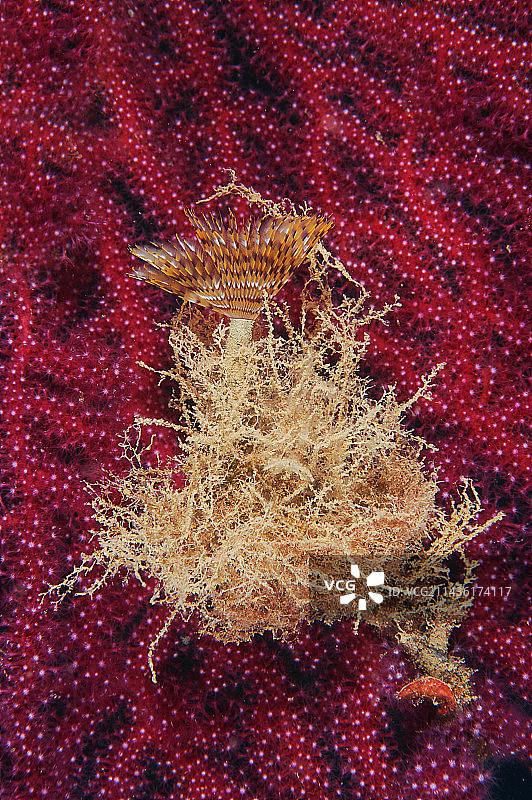 海鳃虫（Spirographis spallanzanii），法国瓦尔圣拉斐尔海狮潜水点图片素材