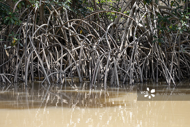 巴西马拉尼昂州帕尔奈巴三角洲红树林支柱根图片素材