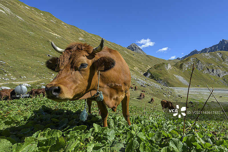 塔里内奶牛在夏季牧场，瓦努瓦兹国家公园，法国萨瓦省图片素材