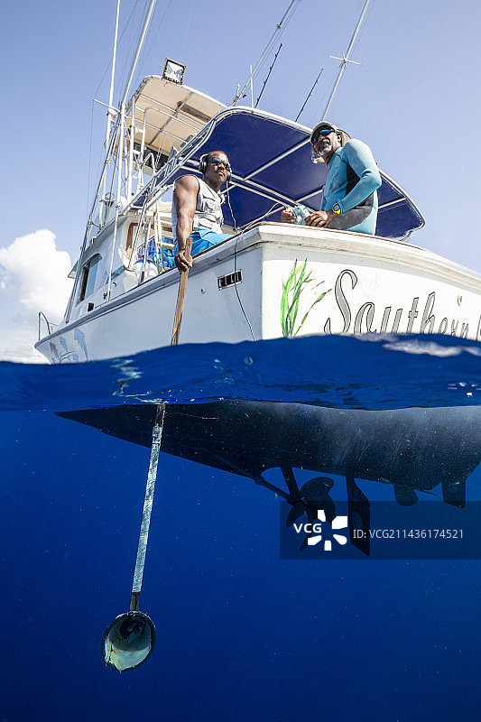 加勒比海多米尼加，船长杰瑞用麦克风倾听鲸鱼的声音图片素材